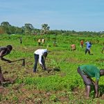 Students weeding garden prior to planting cassava